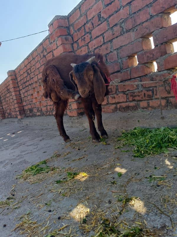 Bakra for sale age 6 month 2