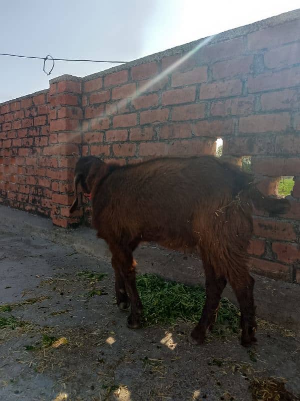 Bakra for sale age 6 month 4