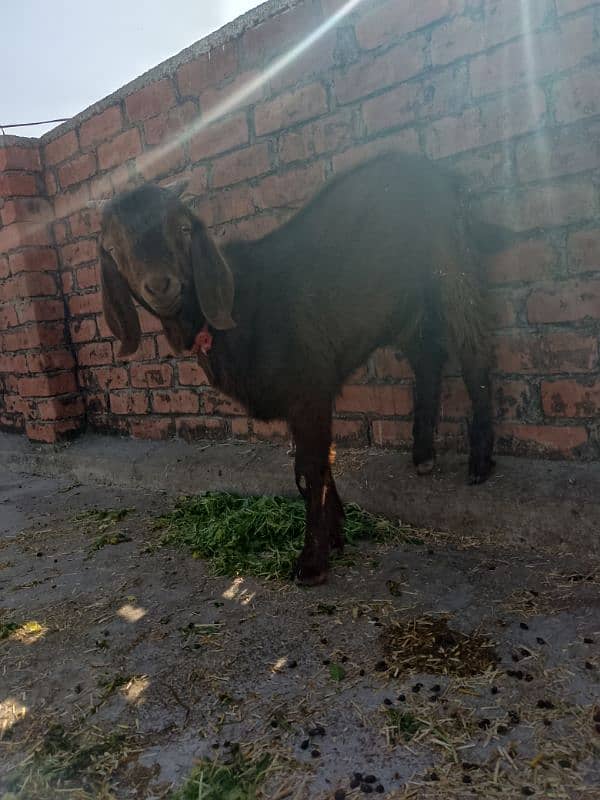 Bakra for sale age 6 month 5