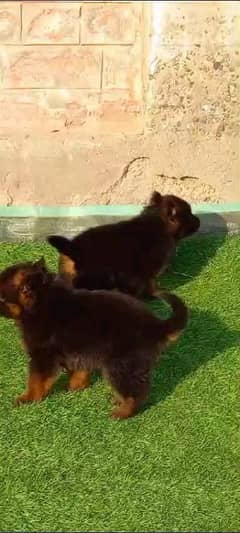 German shepherd puppies Double Coatmy WhatsApp number 03407291271