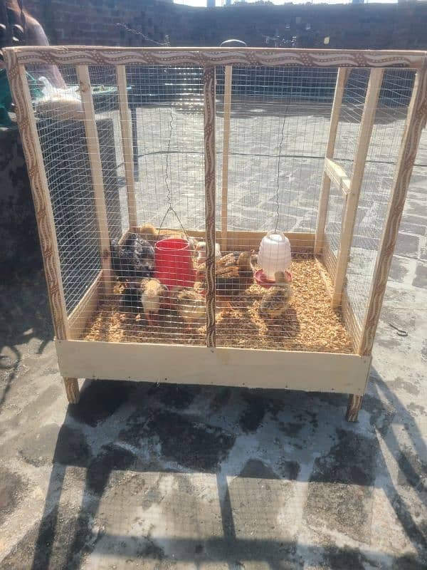 hens and chicks cage for sale 0