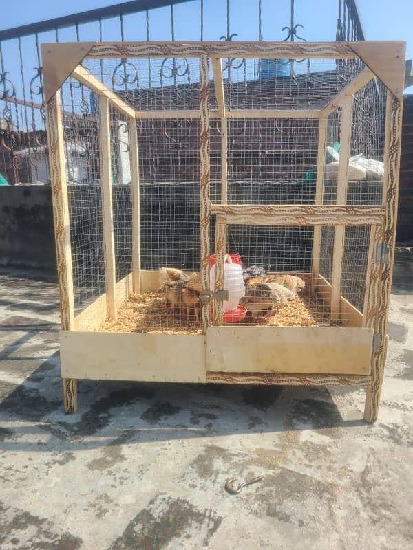 hens and chicks cage for sale 1