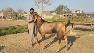 makka Chini bakra for sale _-03494717204)