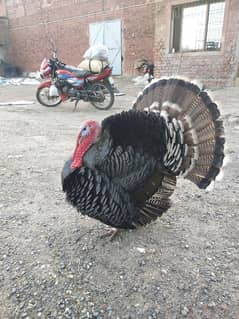 turkey male Home bread