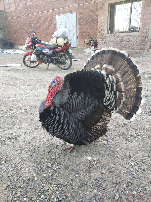 turkey male Home bread 0