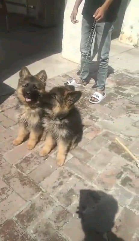 German shepherd puppies Double Coatmy WhatsApp number 03407291271 2