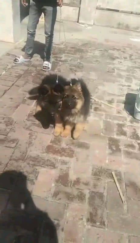 German shepherd puppies Double Coatmy WhatsApp number 03407291271 3