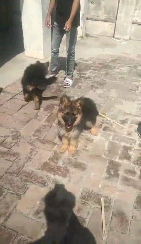 German shepherd puppies Double Coatmy WhatsApp number 03407291271 5