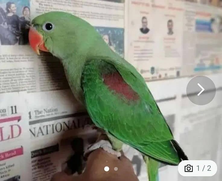 kashmiri raw parrot for sale 5 month age WhatsApp No 03267720525 0