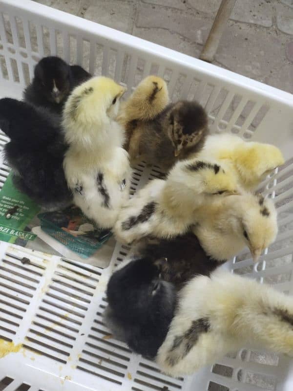 Golden misri chick's wholesale price 1