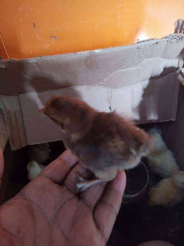 Golden misri chick's wholesale price 2