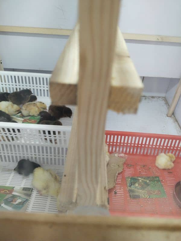 Golden misri chick's wholesale price 3