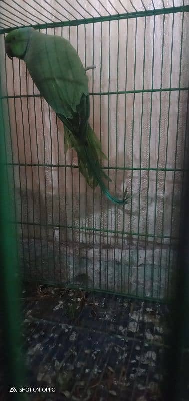 this is a ring grey parrot good breed from forest captured 0