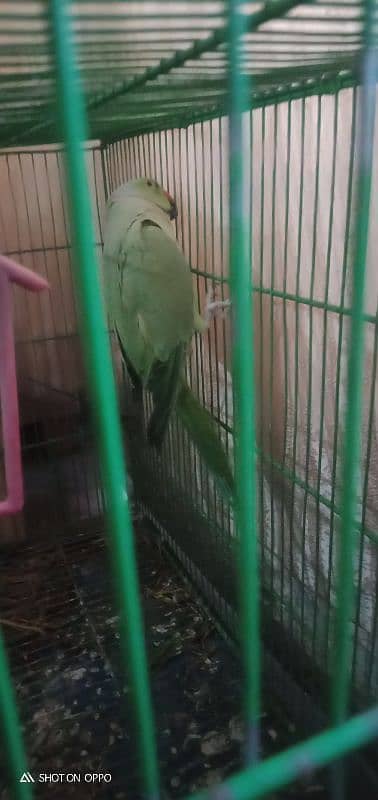 this is a ring grey parrot good breed from forest captured 2