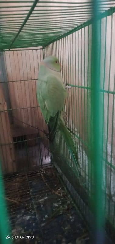 this is a ring grey parrot good breed from forest captured 3