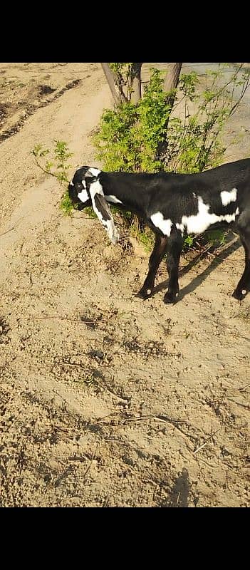 amratsari betal bakra 1