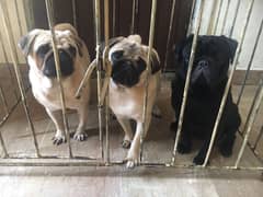 Pug puppies  available