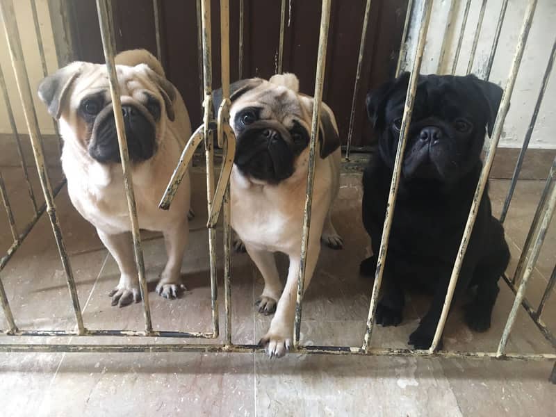 Pug puppies  available 0