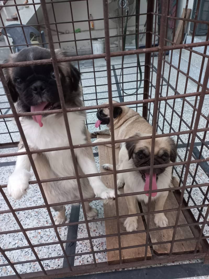 Pug puppies  available 1