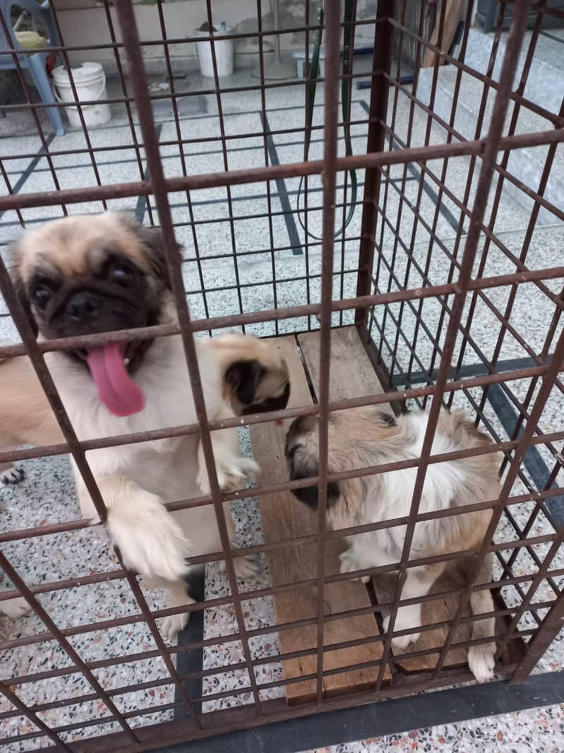 Pug puppies  available 3