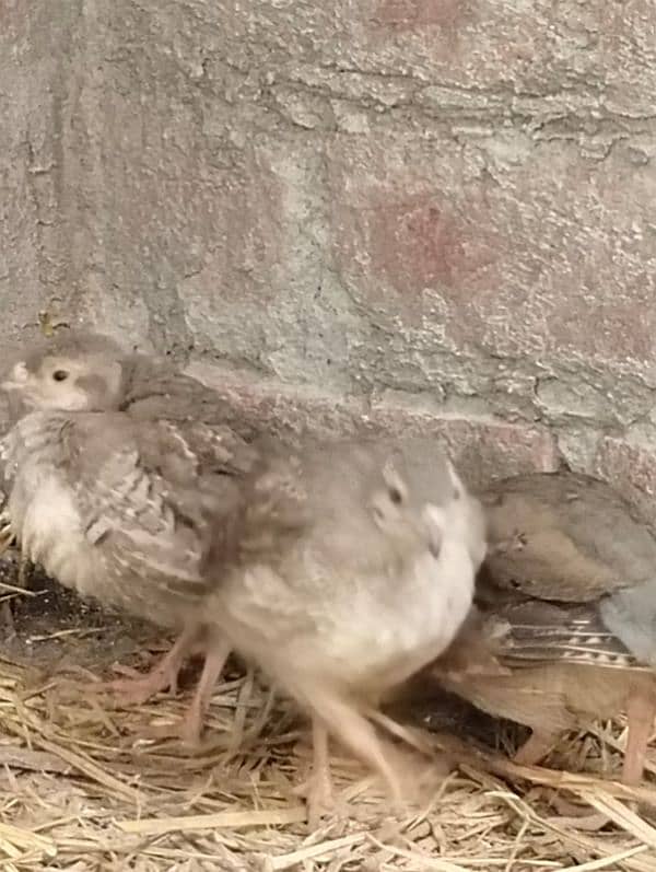 Chakor Pair for Sale 0