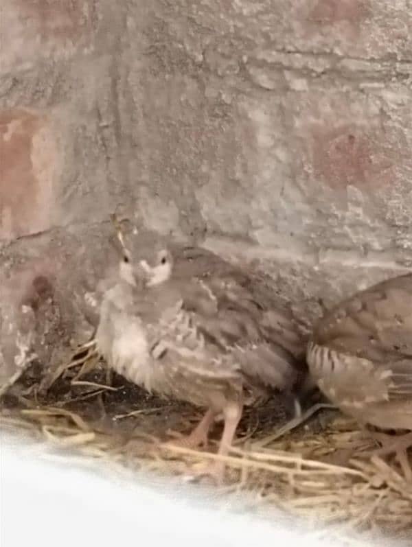 Chakor Pair for Sale 1