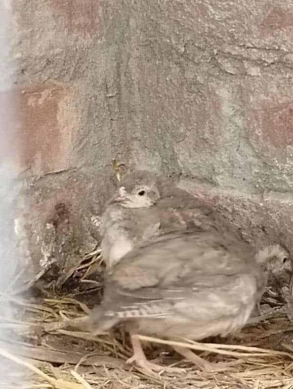 Chakor Pair for Sale 2