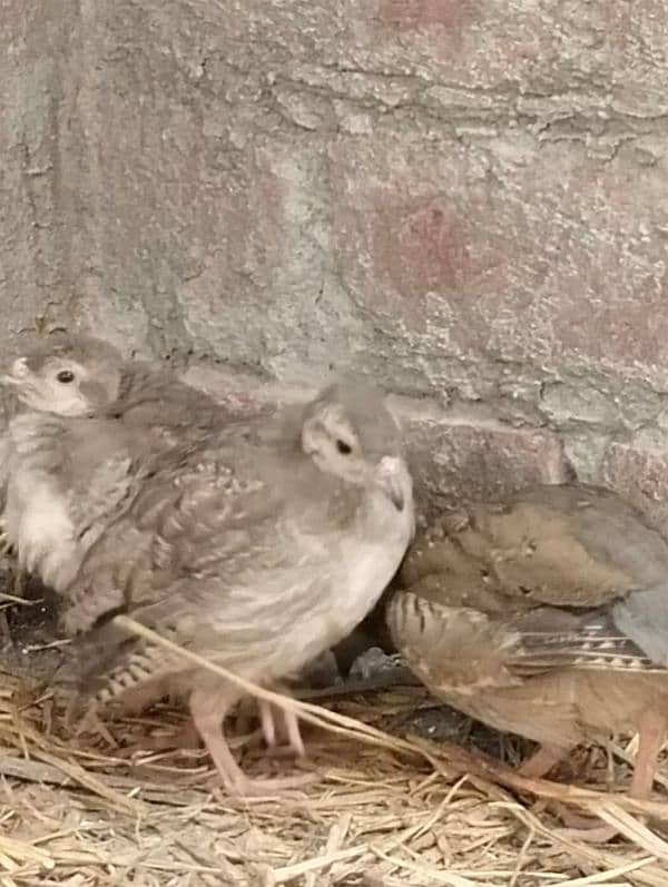 Chakor Pair for Sale 3