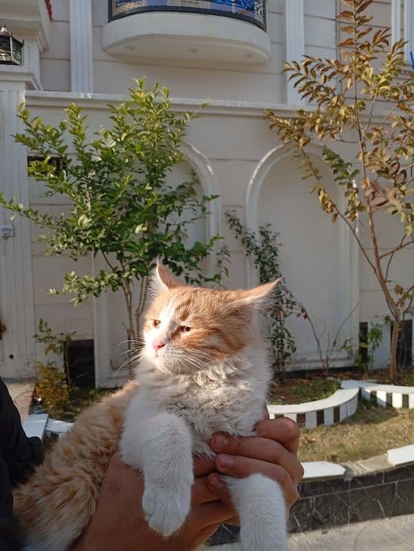 Beautiful cat for sale 12