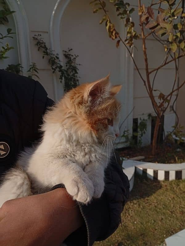 Beautiful cat for sale 13