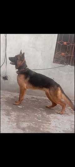 German Shepherd full active and healthy age 11 ma