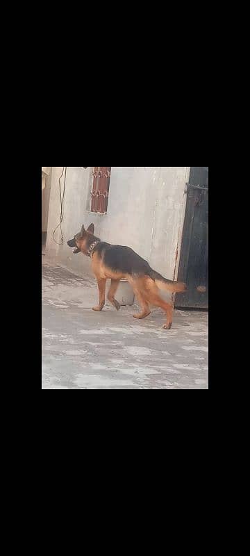 German Shepherd full active and healthy age 11 ma 2