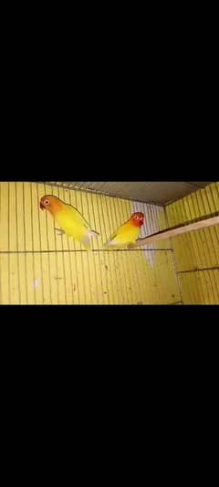 lovebirds 2 pair 2nd time breed health and Active birds