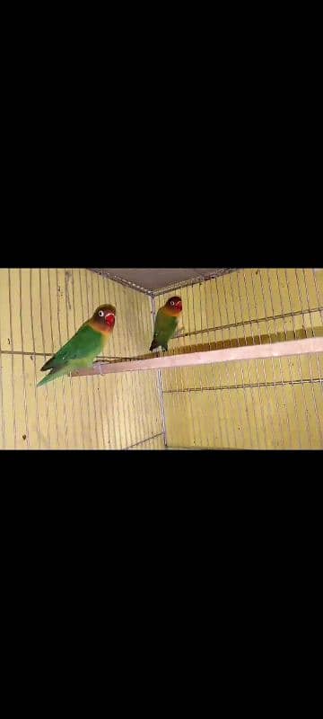 lovebirds 2 pair 2nd time breed health and Active birds 1