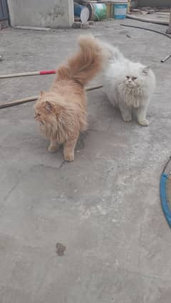 Persian doll semi punch face pair cats vaccinated triple coated