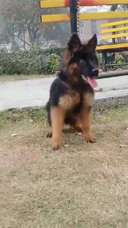 German shepherd puppies Double Coatmy WhatsApp number 03407291271 2