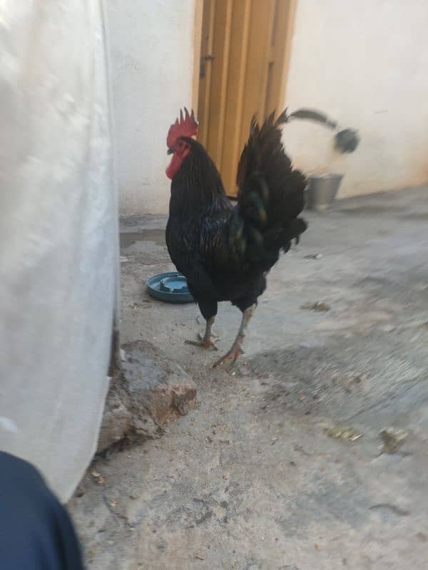 Australorp Adult Female 3