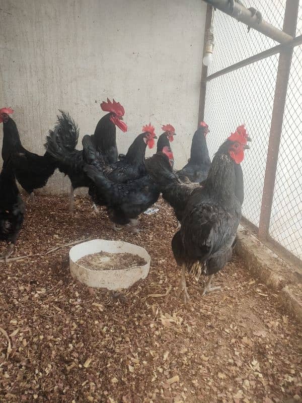 Australorp Adult Female 6