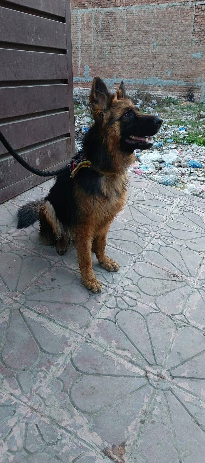 German shepherd female long coat . 0.3. 1.3. 4.1. 4.5. 4.9. 0 0