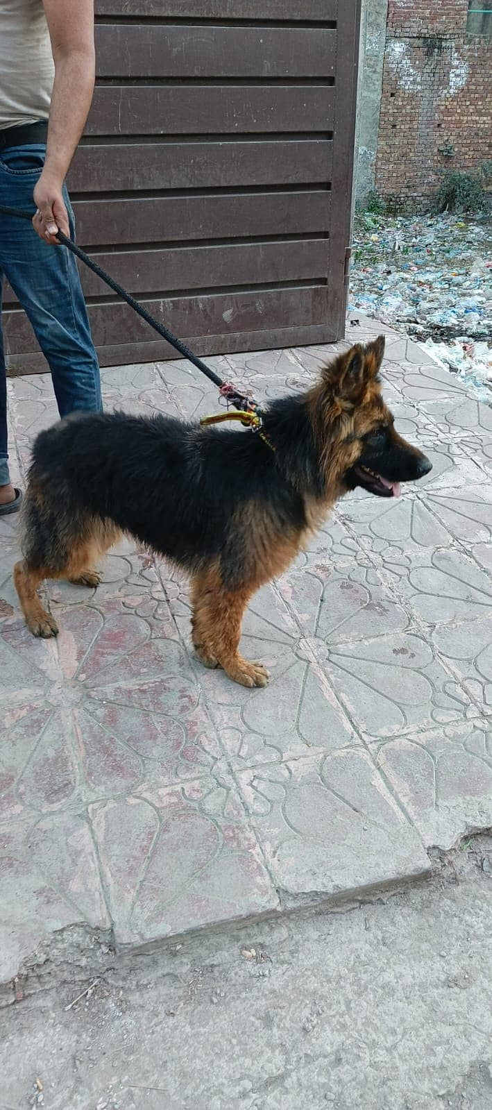 German shepherd female long coat . 0.3. 1.3. 4.1. 4.5. 4.9. 0 1