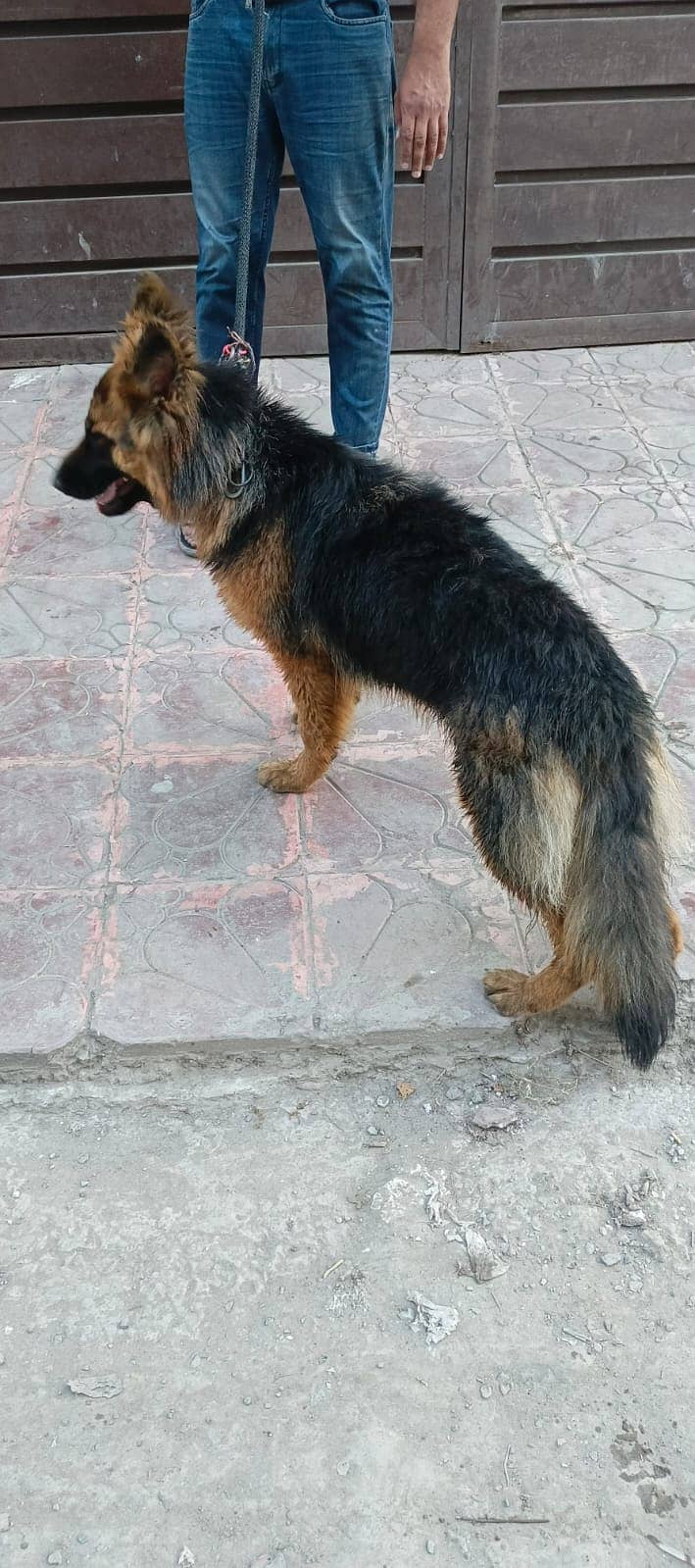 German shepherd female long coat . 0.3. 1.3. 4.1. 4.5. 4.9. 0 4