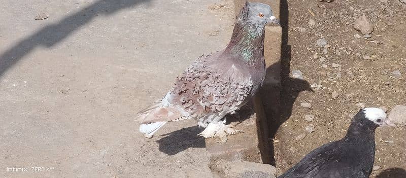 Fancy pigeons for sell 0