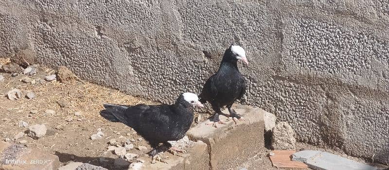 Fancy pigeons for sell 1