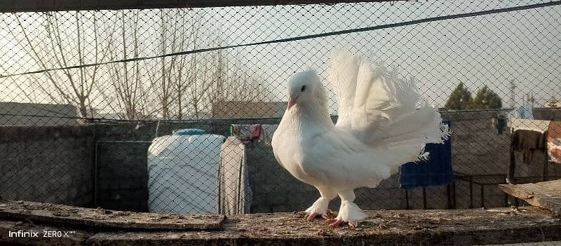 Fancy pigeons for sell 3