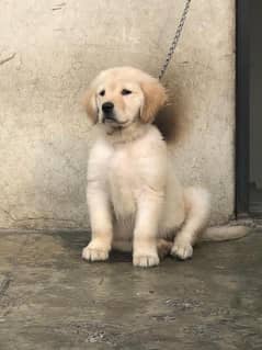 3 months old golden retriever