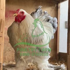 O SHAMO / BRAHMA / COCHINS BUFF / BANTAM PHENIX / Hens/Heera