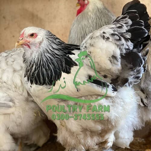 O SHAMO / BRAHMA / COCHINS BUFF / BANTAM PHENIX / Hens/Heera 7