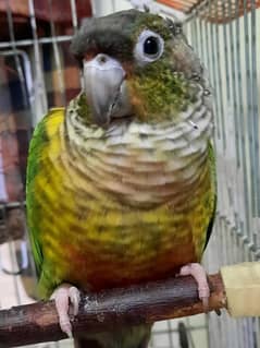 green cheeck conure