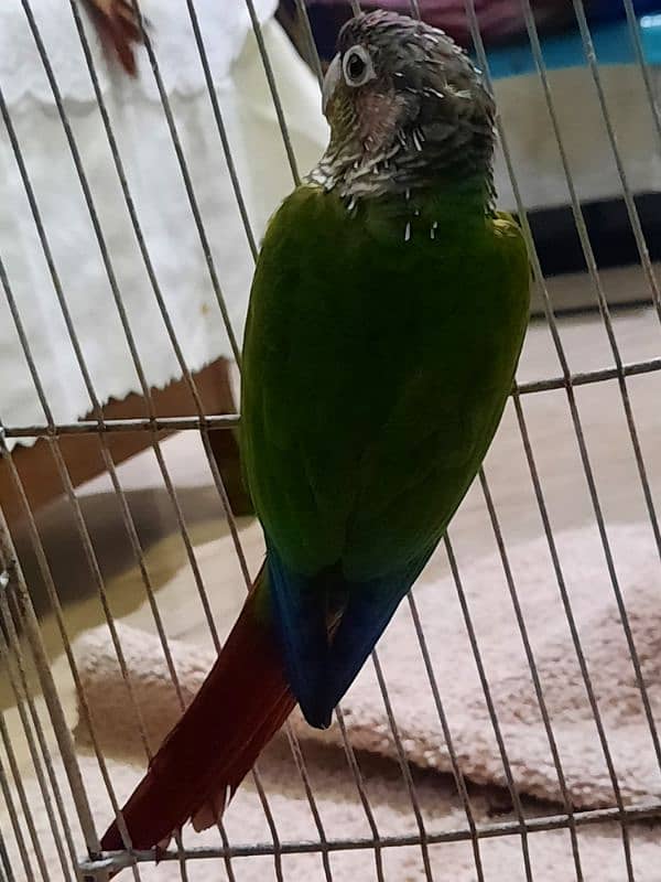 green cheeck conure 1