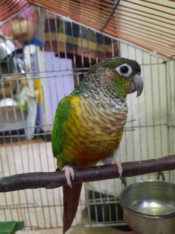 green cheeck conure 2